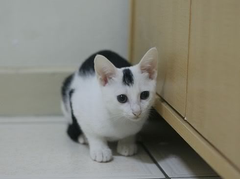 圖檔