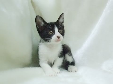 圖檔