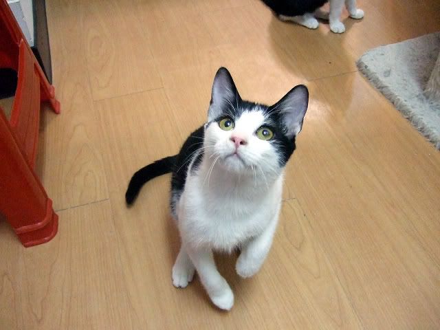 圖檔