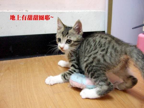 圖檔