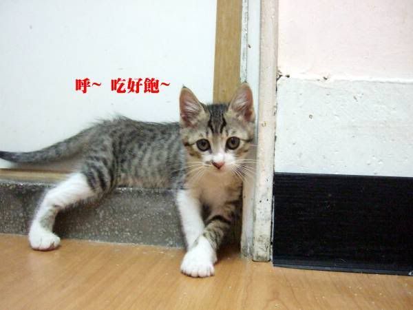 圖檔