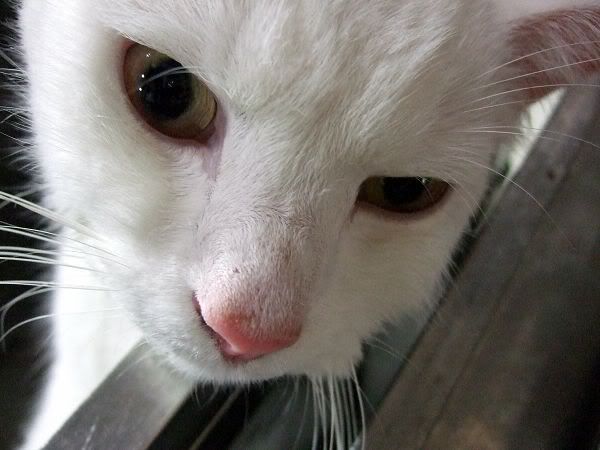 圖檔