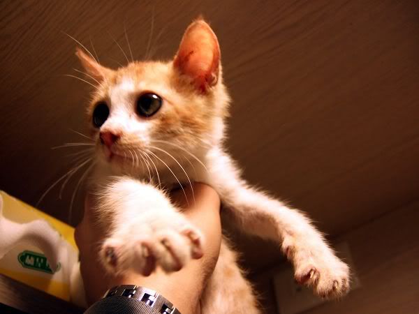 圖檔