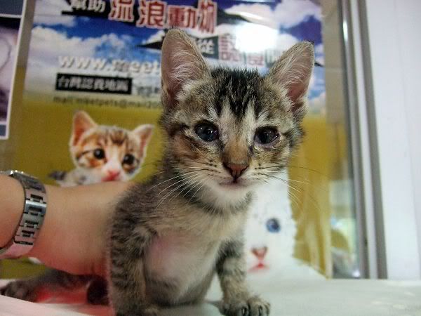 圖檔
