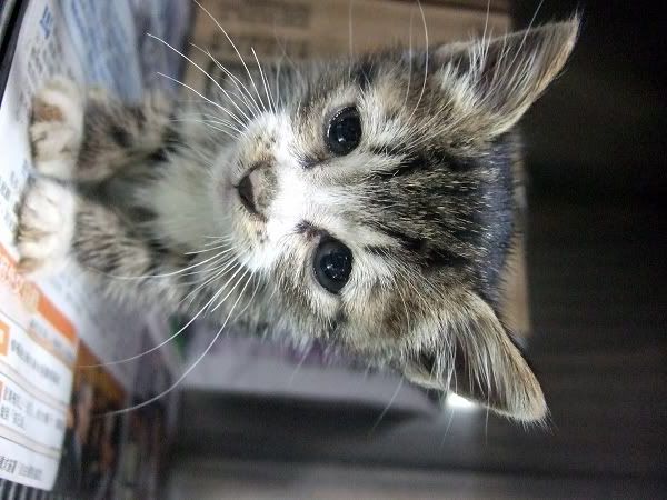 圖檔