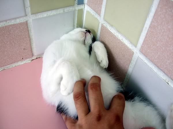 圖檔