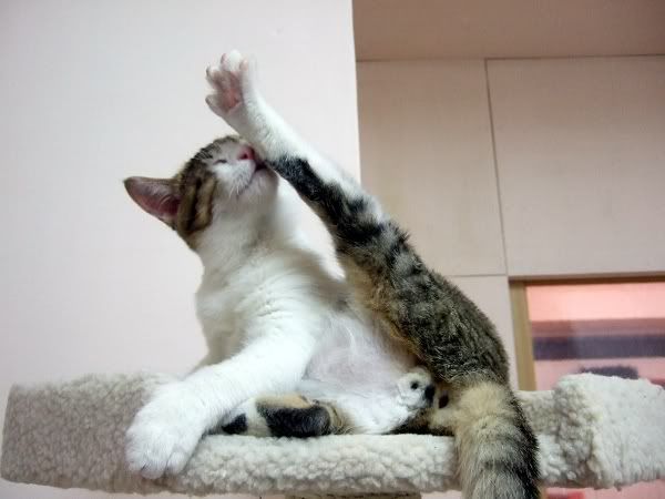 圖檔