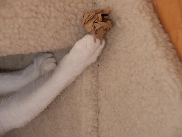 圖檔