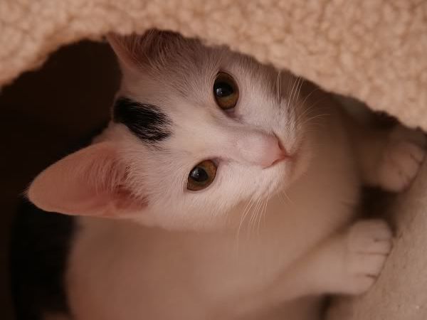 圖檔