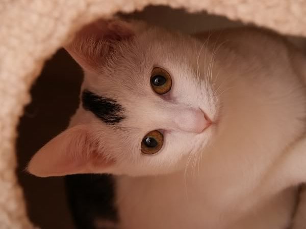 圖檔