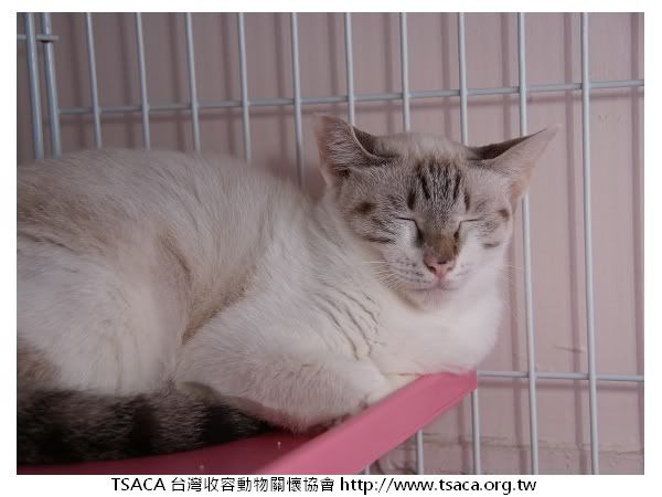 圖檔