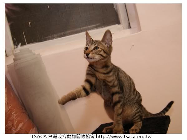 圖檔