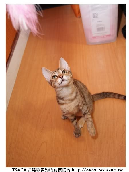 圖檔