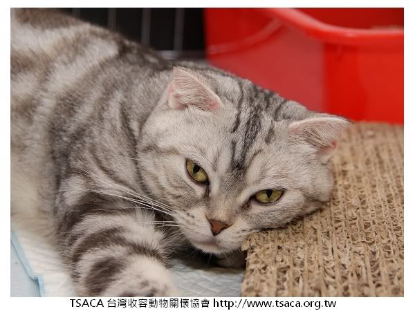 圖檔