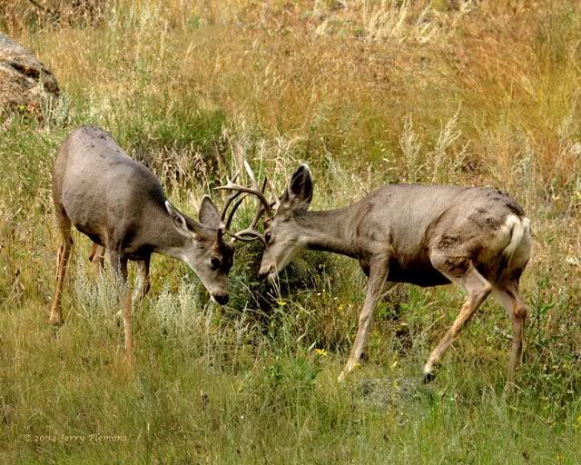 eminem deer on fence. bucks in rut