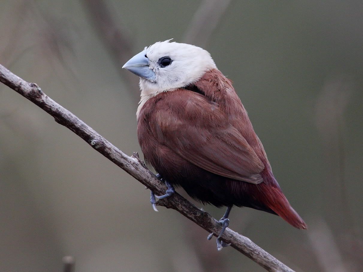 白头文鸟 white-headed munia