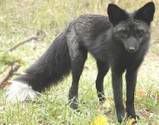 THERE IS A BLACK FOX Pictures, Images and Photos
