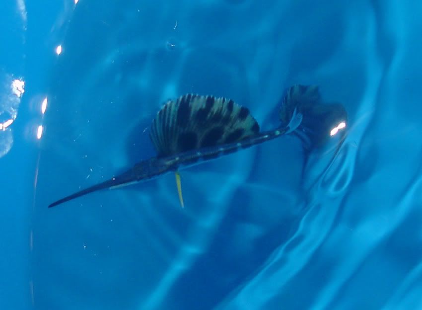 world record sailfish