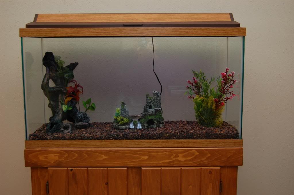 Stocking Recommendations For My New 38 Gallon Tank - 60878