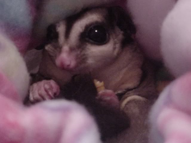 The earth has plenty of food. - Homesteading Questions