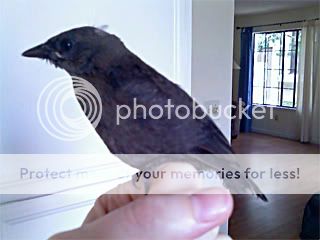 baby blackbird