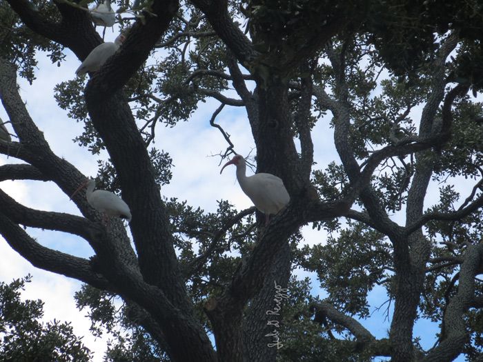 ibis in trees by Juli D. Revezzo