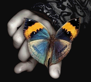 butterfly.gif butterfly image by kinxkitty