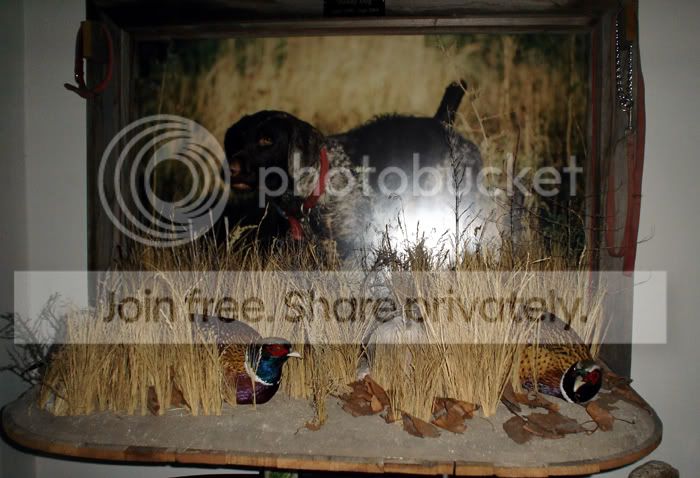 Pheasant mount ideas to include pic | Refuge Forums