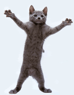 dancing_kitty.gif